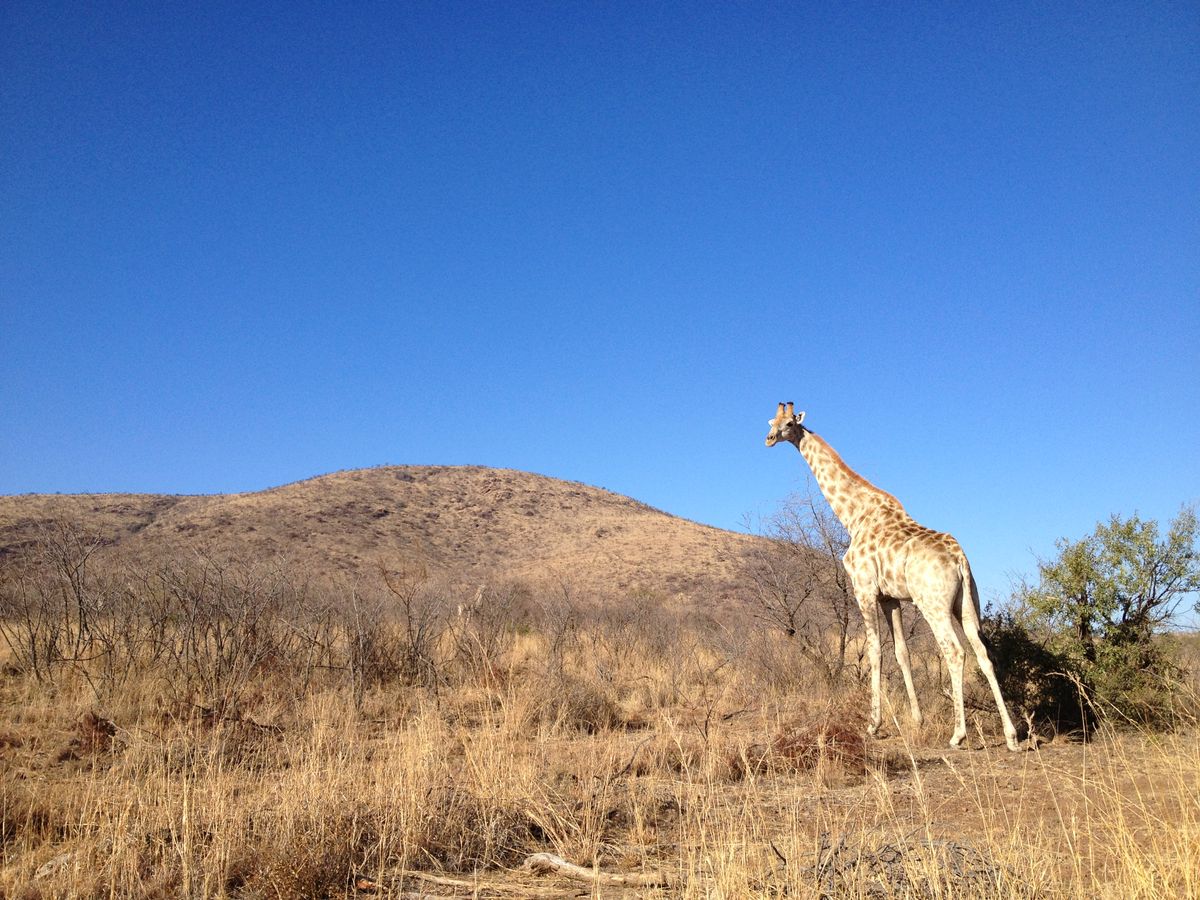 What it's like to tour South Africa as an independent artist (2013)